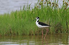 Black-necked Stilt